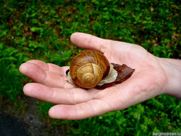 Улитка Улитка