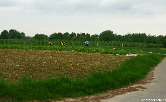 Велосипедисты на клубнике Велосипедисты на клубнике