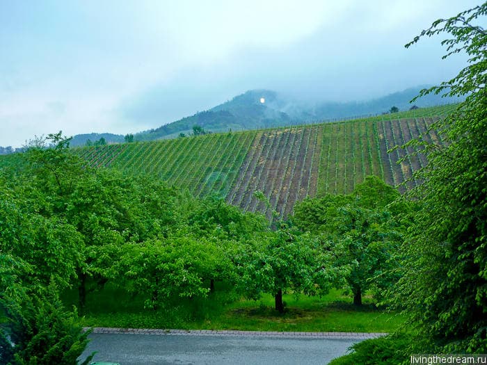 Виноградники Шварцвальда Виноградники Шварцвальда