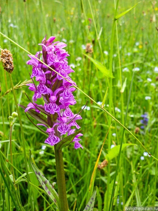 offenburg-038 offenburg-038