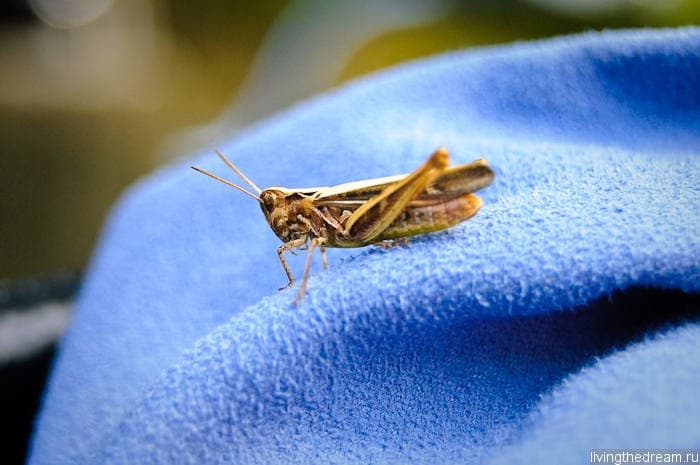 bremen-ploen-026 bremen-ploen-026