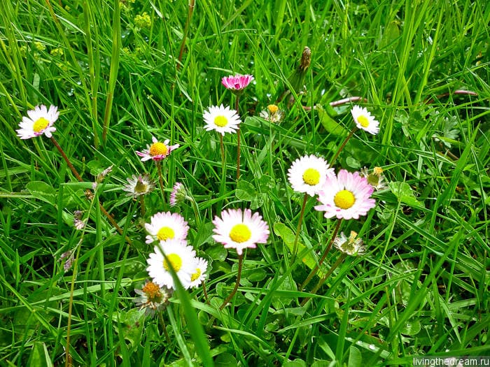 Альпийский луг