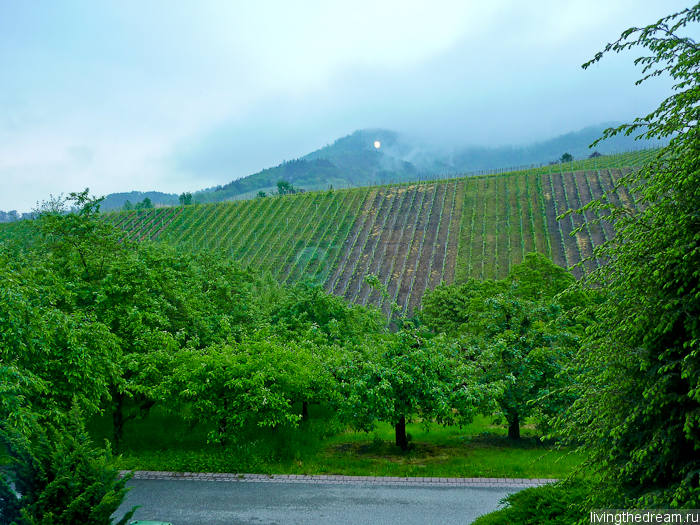 Виноградники Шварцвальда Виноградники Шварцвальда