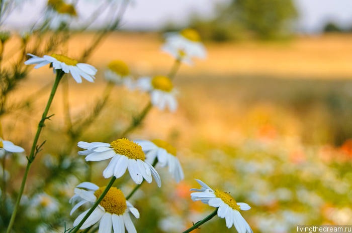 denmark1-026 denmark1-026