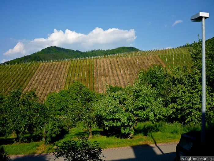 Виноградники Виноградники