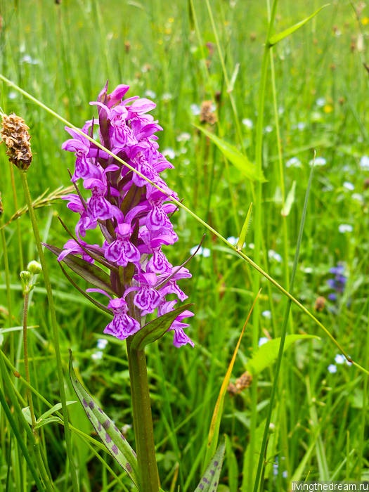 offenburg-038 offenburg-038