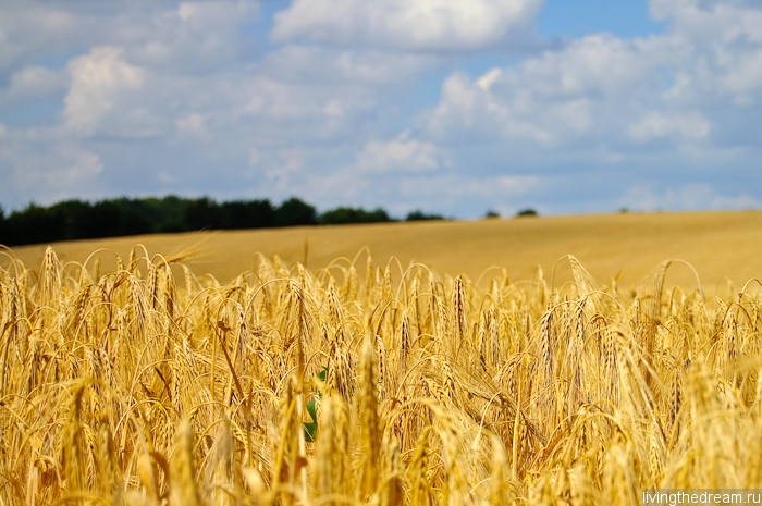 bremen-ploen-028 bremen-ploen-028