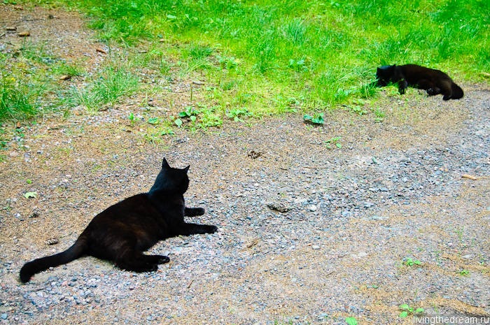 salo-marttila-013 salo-marttila-013