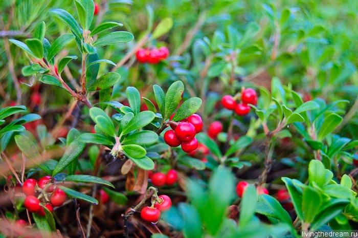 hochu-leto-013 hochu-leto-013